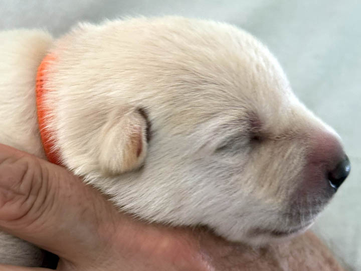 chinook puppy
